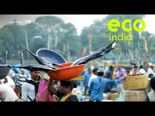 Eco India: Can data tech help Mumbai's fishers tide over climate uncertainty?