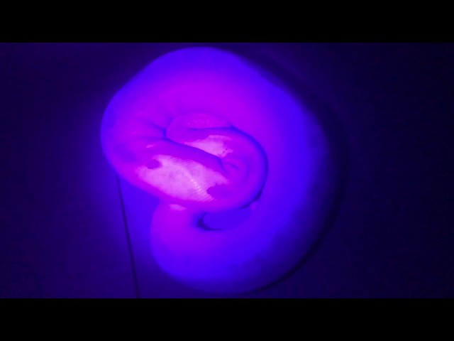 ScalyCreations Black Light on Bamboo Mojave Ball Python