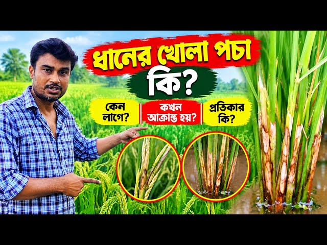 ধানে খোলাপচা রোগের সেরা ৪ কম্বিনেশনের ১ নম্বর কোনটি?| থানে Seath Blight কিভাবে কখন আক্রান্ত হয়? 