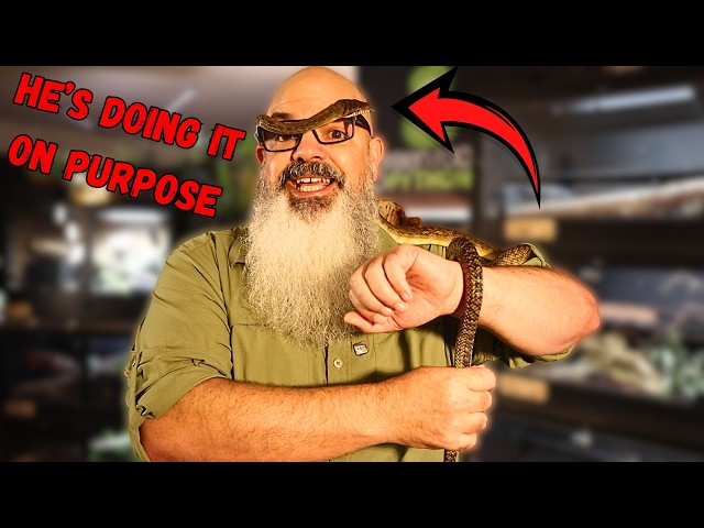 Do Snakes Actually Have Personalities? 5 That Prove It