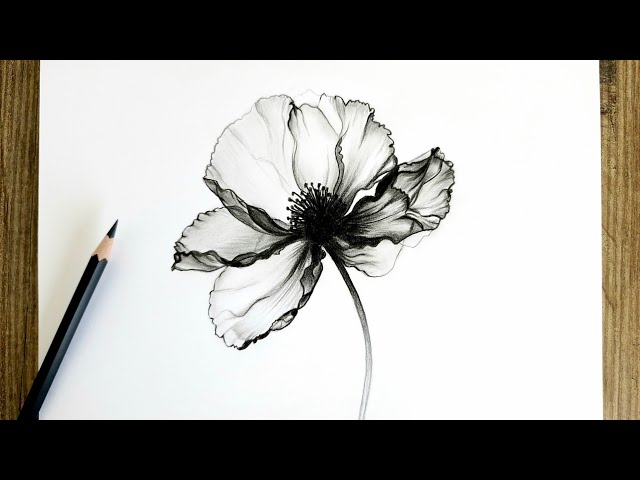 Realistic Poppy Flower Drawing Step by Step / Pencil Drawing Tutorial