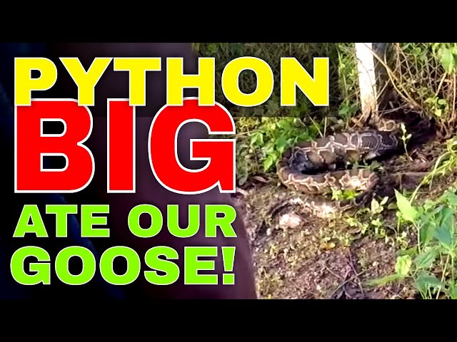 Farm Life - A BIG Python ate our Goose!