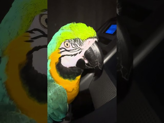 Snuggles the macaw - Exercise time with Ma #snugglesthemacaw #macaw #parrot #birds