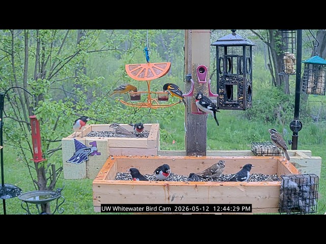 UW-Whitewater Bird Cam