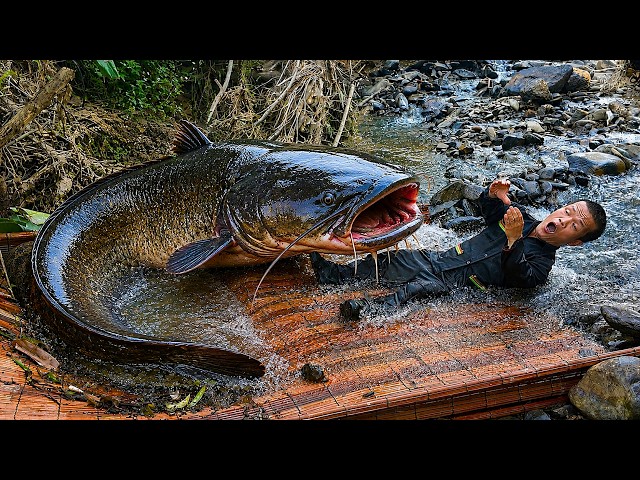 Encounter Giant Python While Setting FISH TRAPS - Dwarf Family Finds Wild Giant Water Python Today