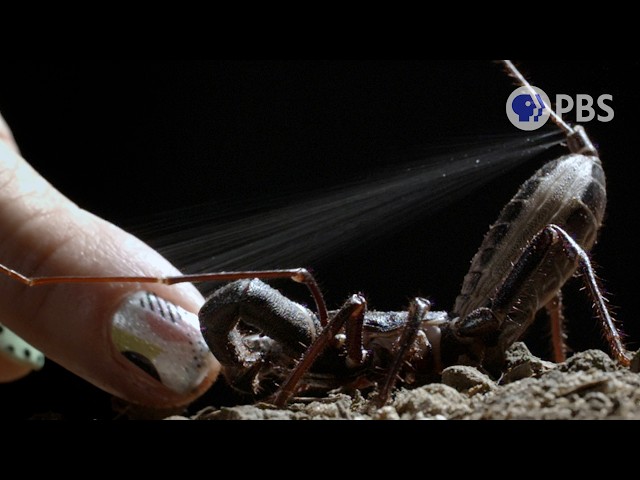 Don’t Touch These Animals. Seriously. | Deep Look