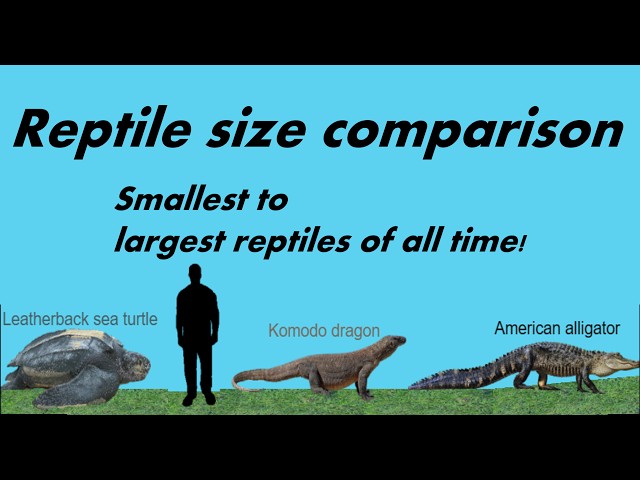 Reptile size comparison: smallest vs largest reptiles!