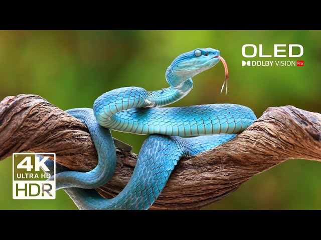 99+ Snake Videos Collection I 4K 60 FPS HDR Everything 4K Official