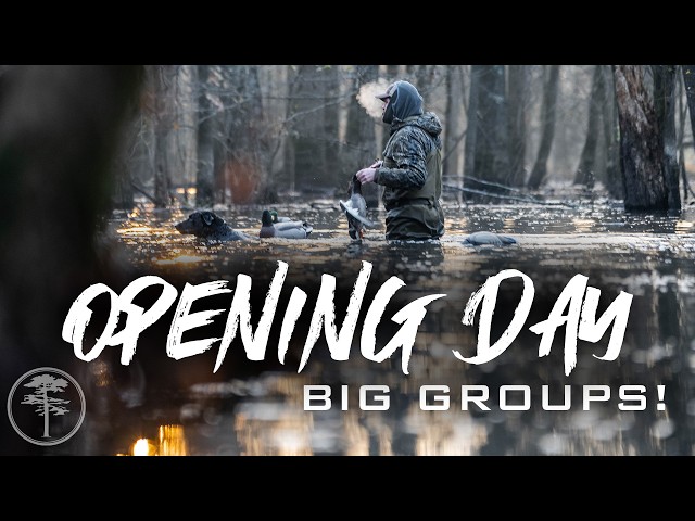 Duck Hunting- BIG Groups of Mallards on Opening DAY!