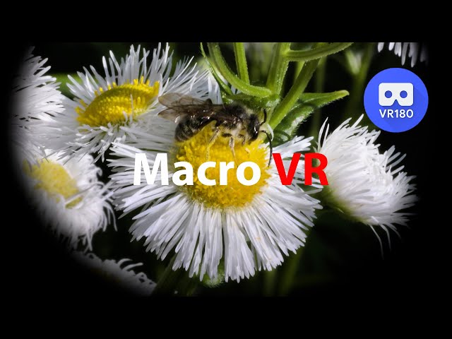 【VR180】【3D】Macro VR  小さな昆虫の世界
