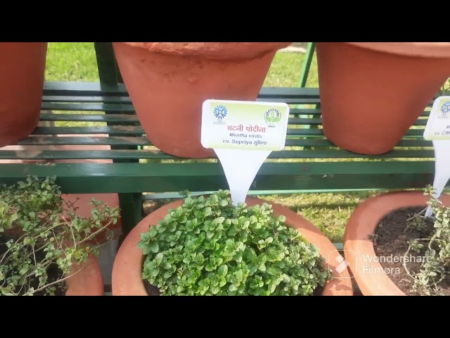 Aromatic and medicinal plants display at CIMAP Lucknow: All plants and varities at one place