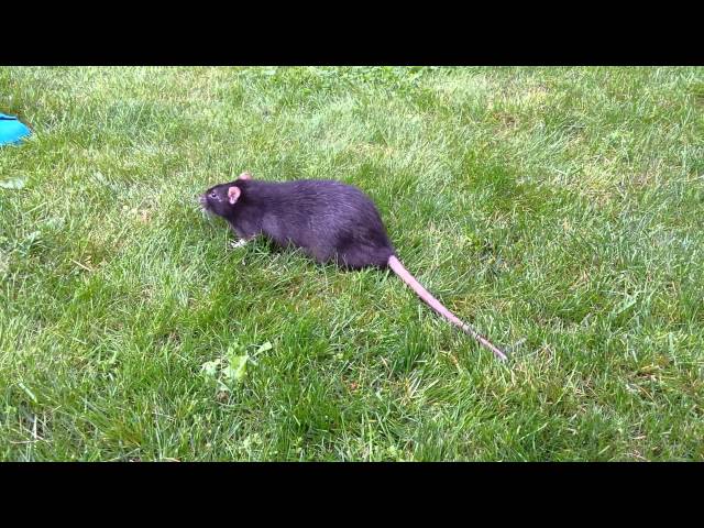 A fat rat on the grass