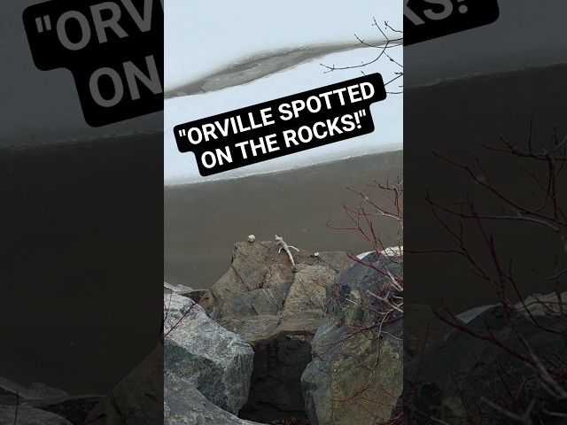Wow, Orville Protecting the Toonie Today #shorts #spring #story