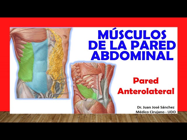 🥇 MÚSCULOS DE LA PARED ANTEROLATERAL DEL ABDOMEN. Fácil, Rápido y Sencillo