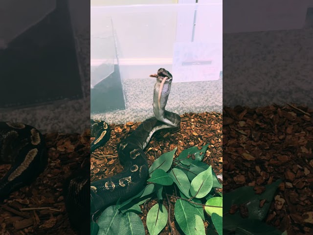 @TheCoilCode #ballpython #ballpythonsnake