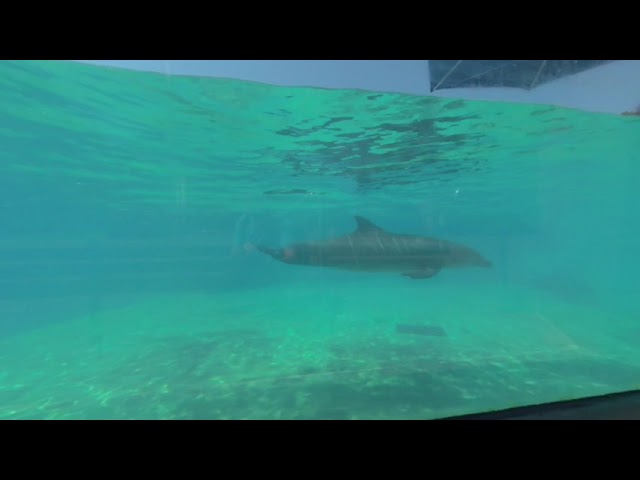 VR180 - SeaWorld San Diego Zoo Days: BBQ & Brews - Dolphin Cove - Saturday 19th 2020 (2/2)