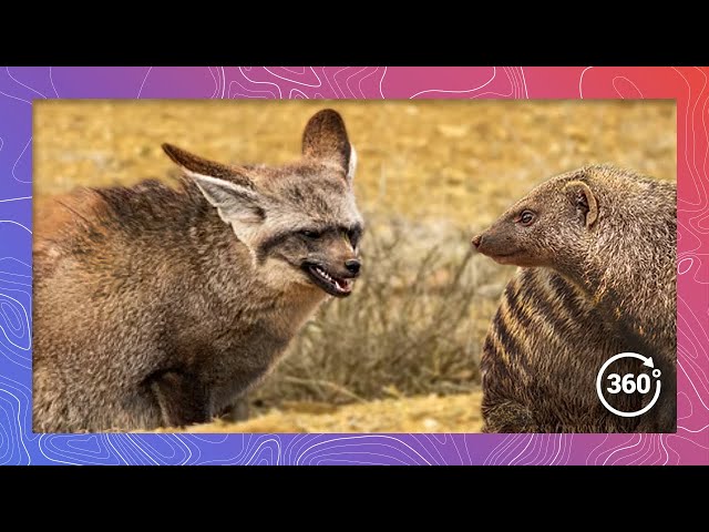 Bat-Eared Foxes Face Off Against Banded Mongooses in Kenya's Mara Triangle