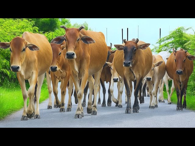 Cowherd Activity tame cows, Cow Moo Sound, Crowd of Cute Cows Walking towards the pen