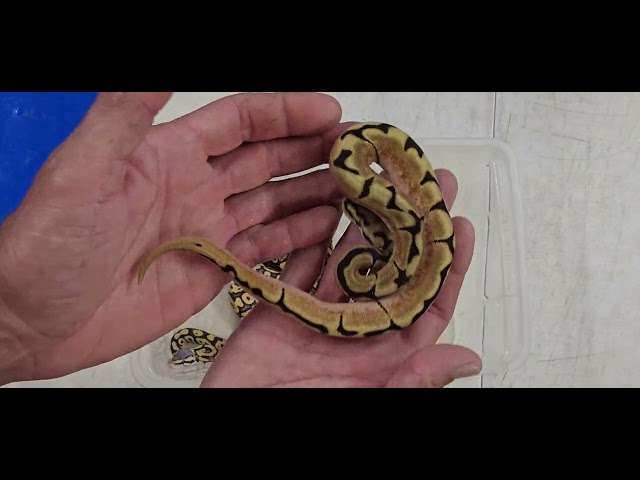 Ball Python Clutch 2026-13 Update 