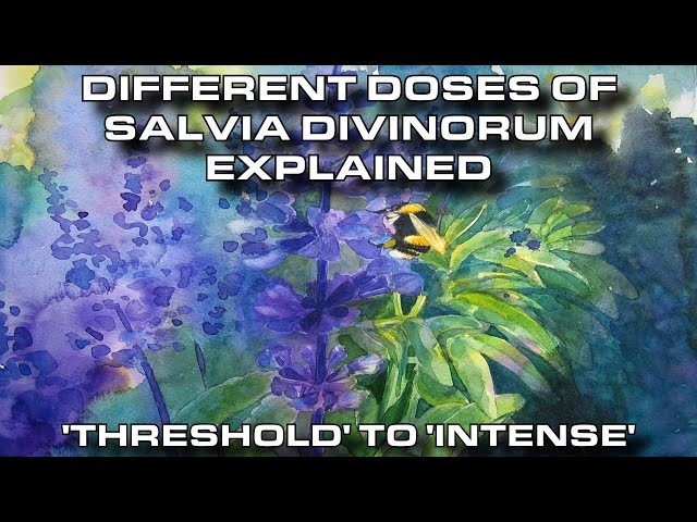 A Realistic Explanation of Salvia’s Effects