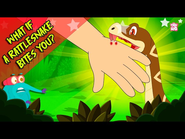First Aid for a Rattlesnake Bite | What If a Rattlesnake Bites? | Dr. Binocs Show