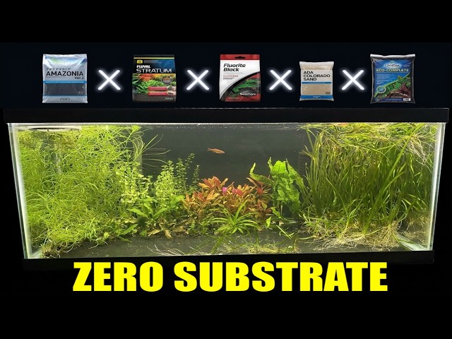 Why I QUIT Using Aquarium Substrate (And What I Do Instead)