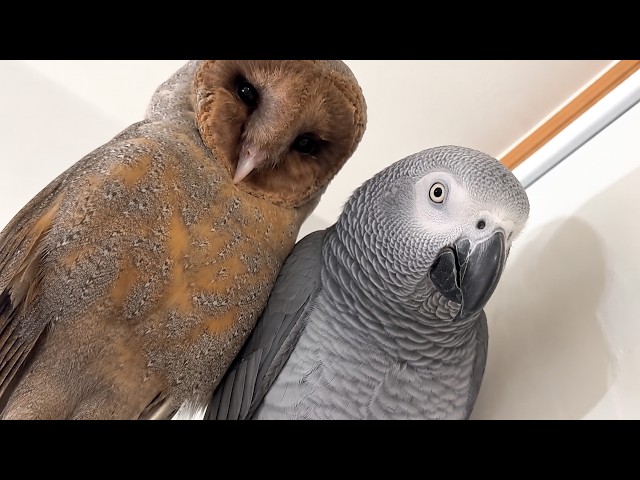 This Talking Parrot and Owl Are Hilarious Together! 😂 Funny Birds Video