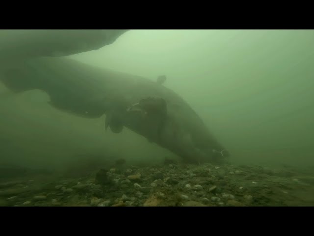 The Catfish Attack: Underwater Footage That Will Leave You Speechless!