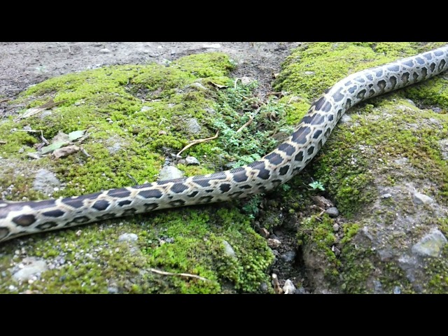Beauty of a Python Bivittatus Progschai ( The dwarf Burmese python )