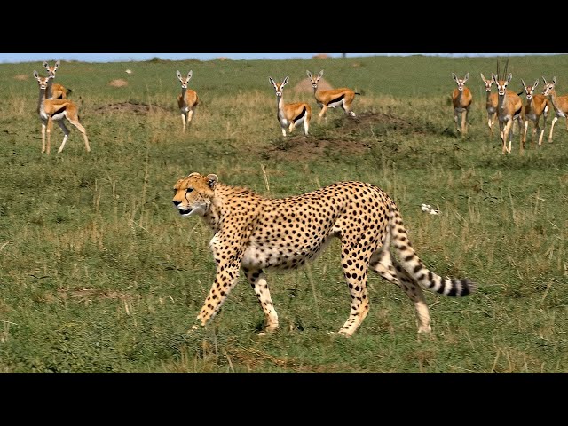 The Savannah Challenge: Herbivores and Carnivores