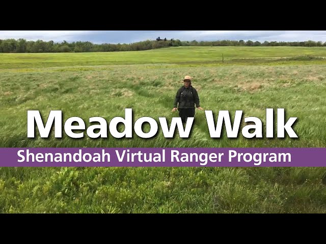 Virtual Ranger Program: Meadow Walk