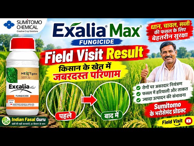 Exalia Max Fungicide Field Result | Sumitomo | Farmer Field Visit #indianfasalguru