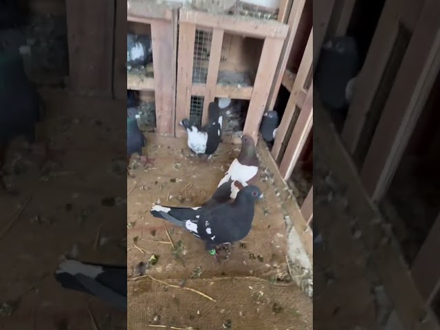 🔥🔥#pigeon #lover #shorts #viralreels #viralvideo #trending #ytshorts #happiness