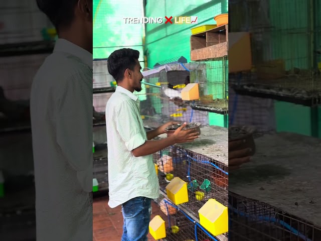 This is not passion “ Addict “ 🥹❤️ #shorts #trending #pigeons #kumbakonam #loft