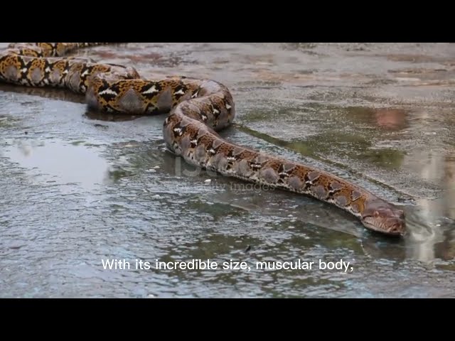 Python The Incredible Life of the World's Largest Snake😲#snake#wildlife#animals 