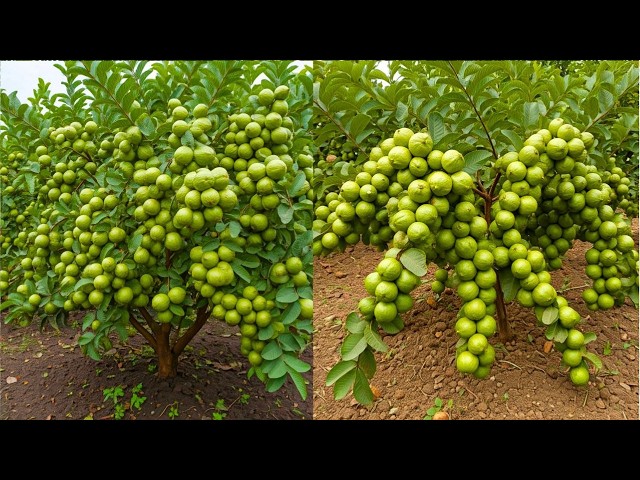 🔴 LIVE 🌱 How to Propagate a Guava Tree at Home 🌱 Guava Harvesting LIVE #livestream #live