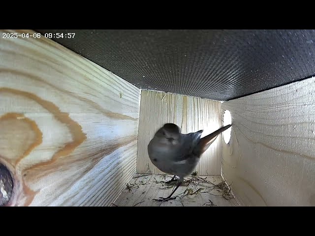 How a Common Redstart Builds Its Nest, You Won't Believe It! - timelapse - part 1  #Birds #timelapse