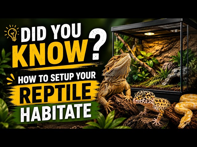 A well-designed habitat is the foundation of a healthy reptile.