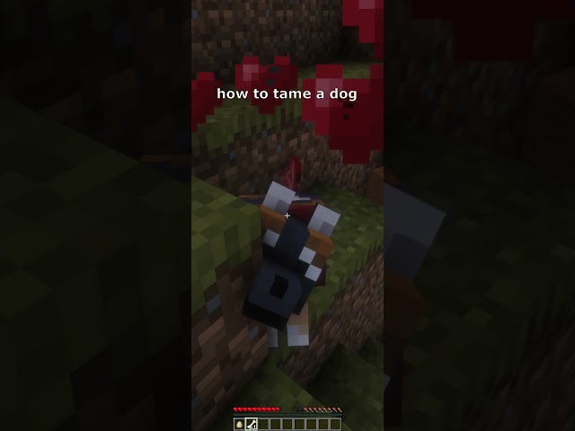 how to tame a #dog #minecraft #tutorial