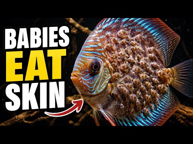 Discus Fish: The Fish That Feeds Its Babies From Its Skin 🐟