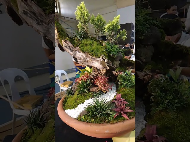 dish garden contest... my entry