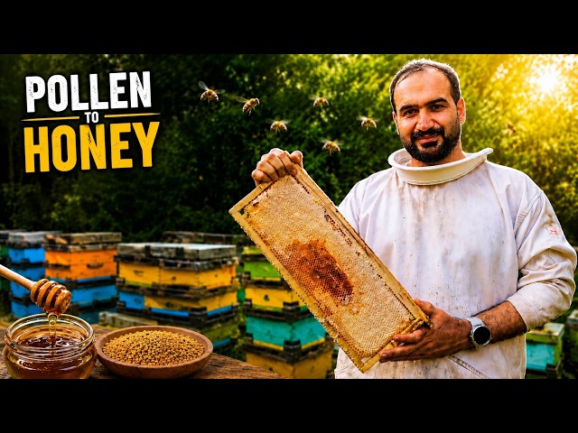 Pollen Collection, Honey Harvest & Extraction | The Complete Beekeeping Process