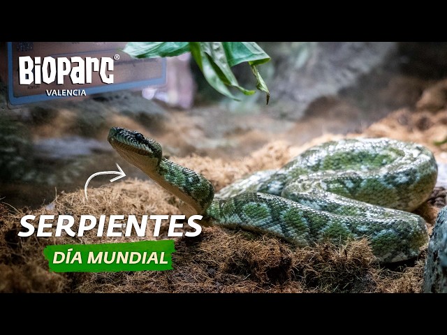 Meet the Snakes of BIOPARC Valencia 🐍 World Snake Day 2026