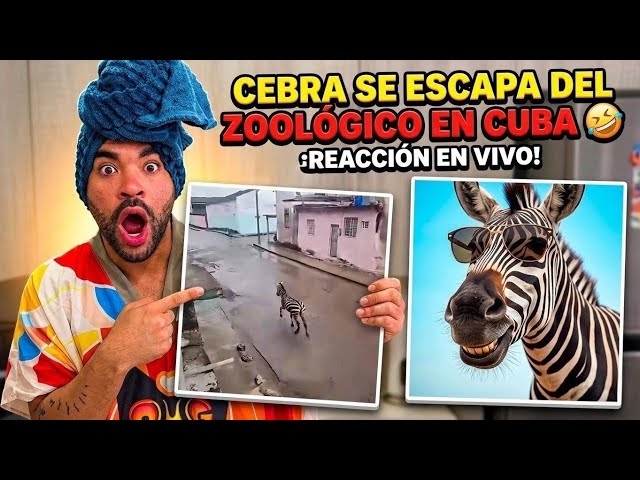 A ZEBRA ON THE LOOSE IN CUBA 🤣 (The craziest thing this week)