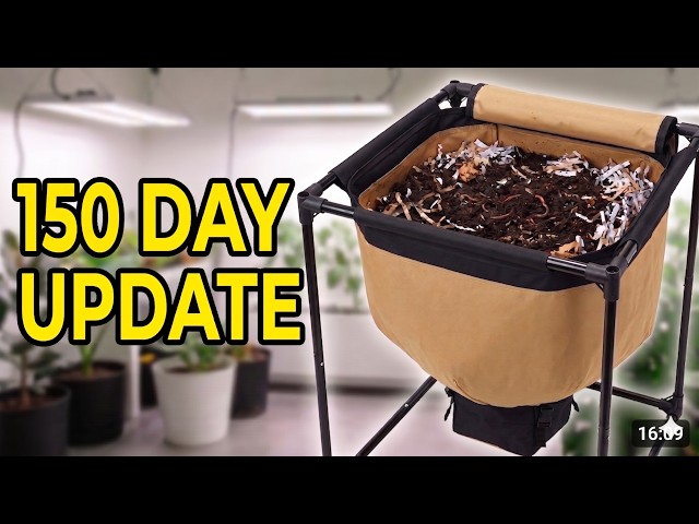 Urban Worm Bag Update: Reviving a Dry Worm Bin After 30+ Days! (Huge Watermelon Feeding) | 8/10/2026
