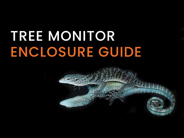 The ULTIMATE Tree Monitor Enclosure Guide: Hatchling to Adult Setup