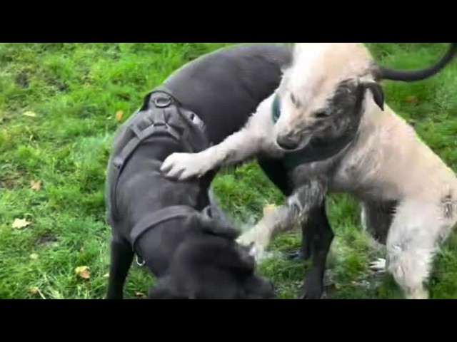 Relatable Great Dane Owner Moments | Angus Compilation