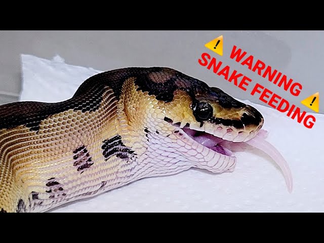 New Ball Python Feeding 