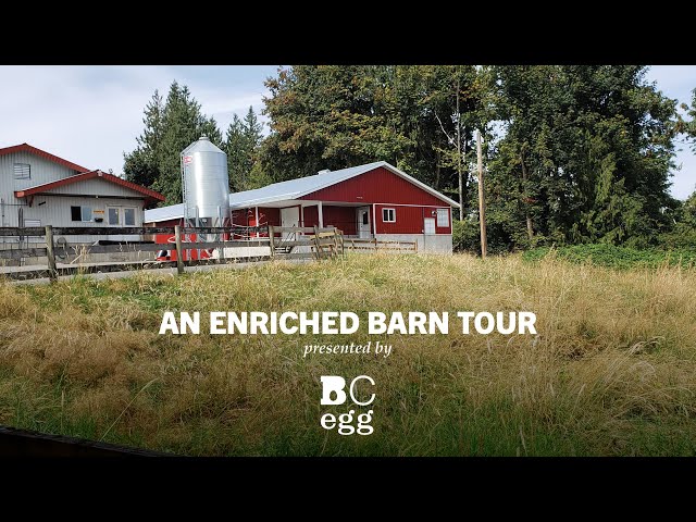 BC Egg - Enriched Barn Tour