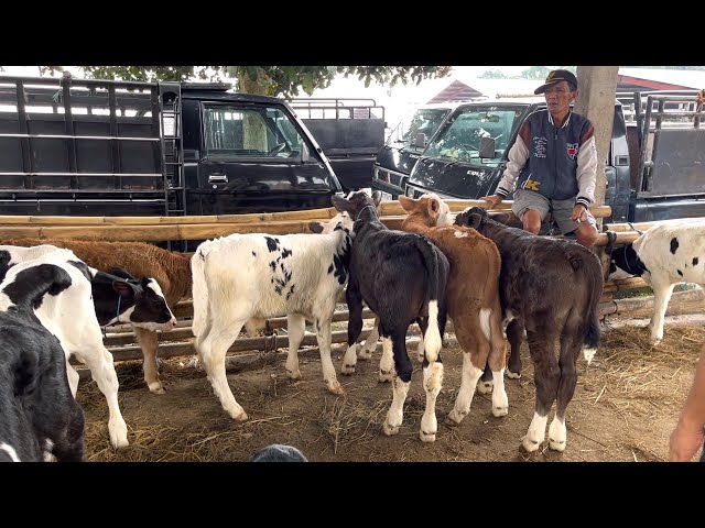 HARGA STABIL ❗️LAPAK PEDET SUSON MURAH PASAR SAPI JELOK BOYOLALI